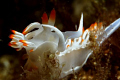 Flabellina babai, shot 15m deep using a Canon EOS 350D in Ikelite housing, Canon 100mm macro, Nikonos SB-105 strobe 